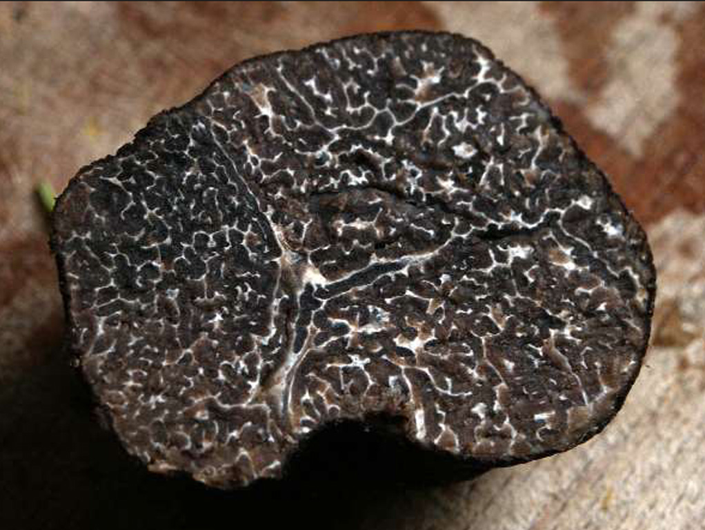 truffle black 01