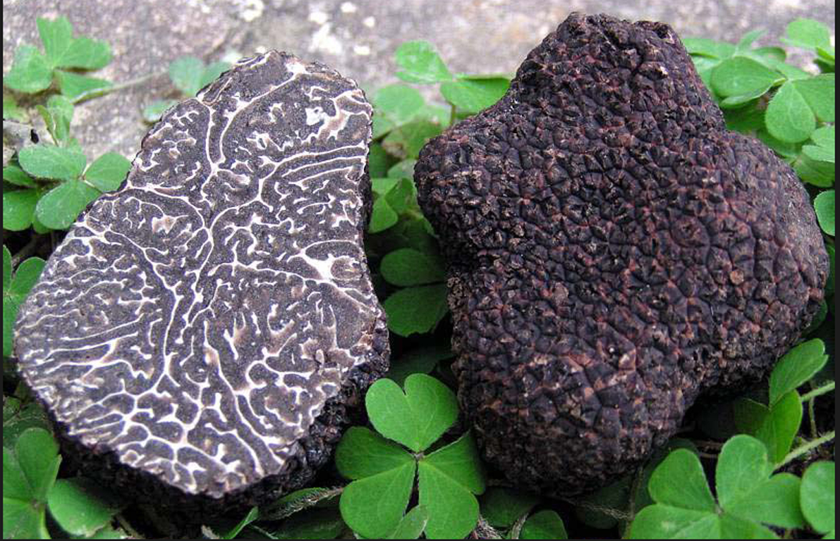 truffle black 02