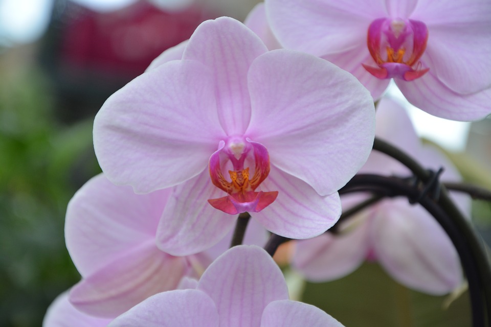 flower-orchid-2756780_960_720